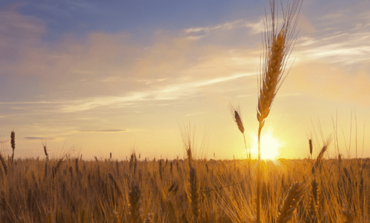 A farm field of wheat with the sun setting in the distance. Retirement, succession planning, and enjoying life.